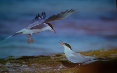 Startveranstaltung zur Vortragsreihe „Unser Rheindelta – Juwel auf Zeit?“